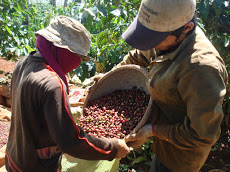 Giá cà phê trong nước ngày 06/05/2016 tăng mạnh 600 ngàn đồng/tấn