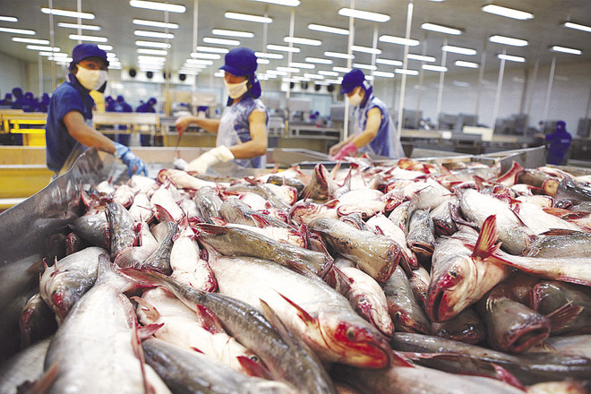 Cá chết, tôm dịch bệnh: Kim ngạch xuất khẩu thủy sản vẫn tăng 4,6%