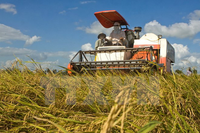 Xuất khẩu gạo 6 tháng cuối năm: Vẫn chờ tín hiệu “tăng mua”
