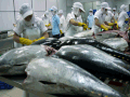 Cá ngừ Việt Nam hiện đang được xuất sang 87 thị trường