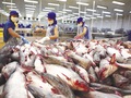 Cá chết, tôm dịch bệnh: Kim ngạch xuất khẩu thủy sản vẫn tăng 4,6%