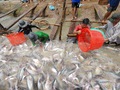 Giá cá tra rớt thê thảm, người nuôi thua lỗ nặng